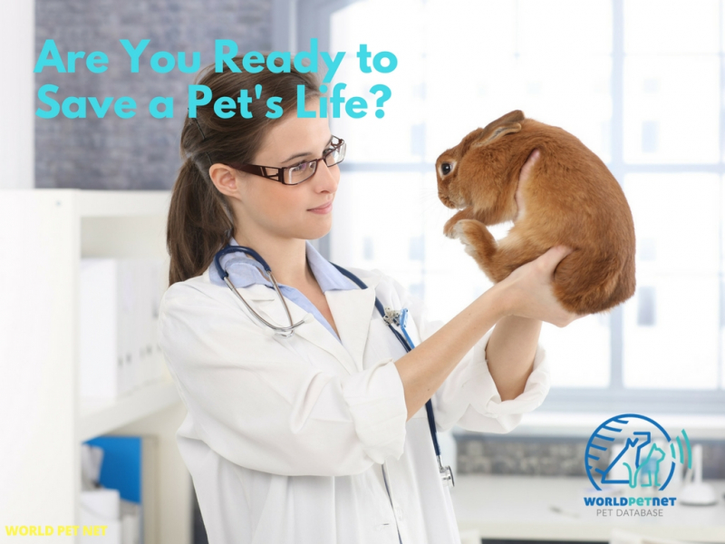 registering in the national database animals with a microchip - save a pets life